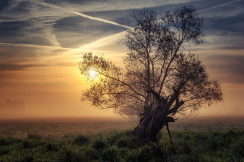 Картинка природа восходы закаты закат дерево поле