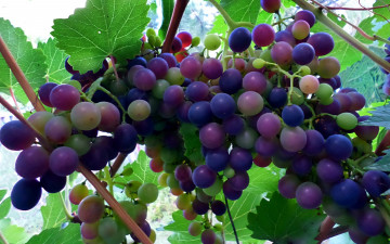 Картинка природа Ягоды +виноград виноград июль