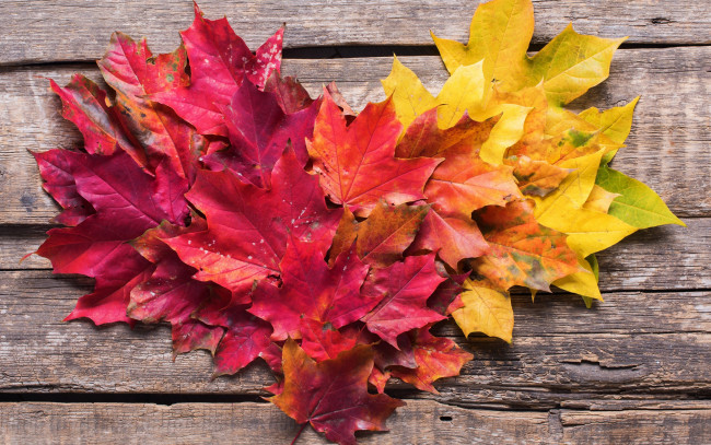 Обои картинки фото природа, листья, осень, фон, colorful, клен, wood, background, autumn, leaves, осенние, maple
