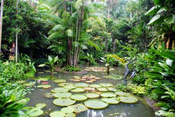 обоя природа, парк, тропический, водоем, пальмы