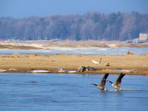 Картинка geese on pinnebog river in port crescent state park michigan животные гуси