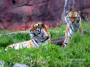 обоя животные, тигры