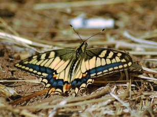 Картинка махаон животные бабочки