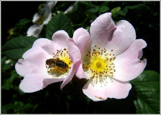 Картинка животные пчелы осы шмели цветок пчела