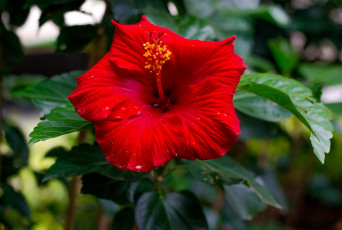 Картинка цветы гибискусы красный