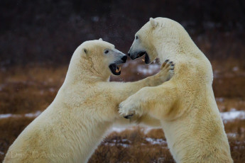 Картинка животные медведи белый борьба