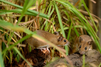 Картинка животные крысы мыши трава