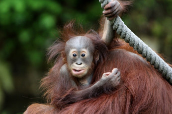 Картинка животные обезьяны смешной орангутанг малыш