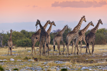 Картинка животные жирафы закат шеи