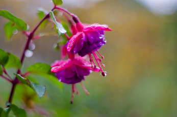 Картинка цветы фуксия лиловый капли