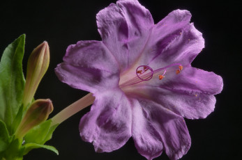Картинка цветы рододендроны азалии сиреневый темный