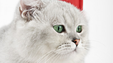 Картинка животные коты толстый мордочка кот