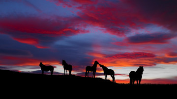 Картинка животные лошади горизонт закат