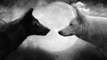 обоя животные, волки, луна
