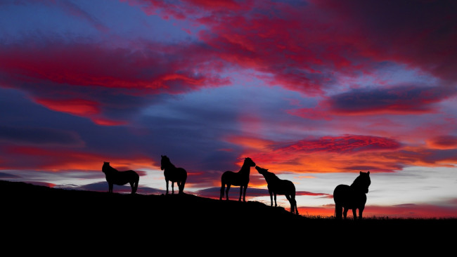 Обои картинки фото животные, лошади, горизонт, закат