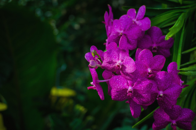 Обои картинки фото цветы, орхидеи, ветка, экзотика, лиловый