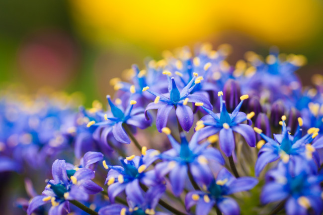 Обои картинки фото цветы, синий