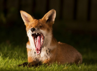 Картинка животные лисы трава лисичка зевота