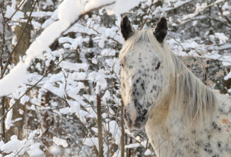 Картинка животные лошади лошадь лес снег зима морда