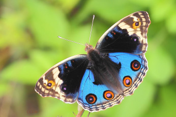 Картинка животные бабочки окраска бабочка
