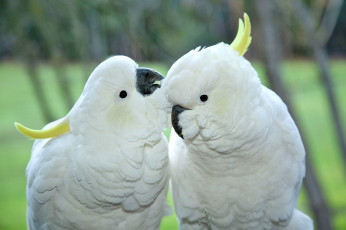 Картинка животные попугаи хохолки белые