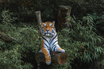 Картинка животные тигры заросли хищник