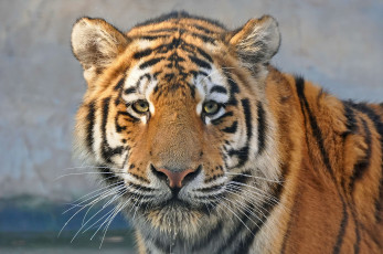 Картинка животные тигры взгляд морда хищник