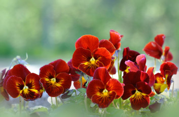 Картинка цветы анютины глазки садовые фиалки бордовый