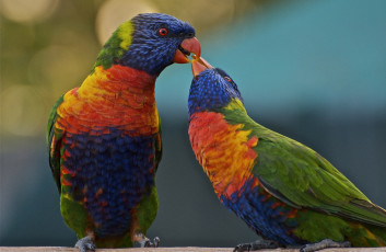 Картинка животные попугаи окрас