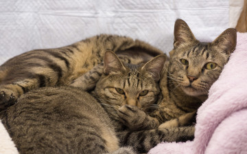 Картинка животные коты диван две кошки