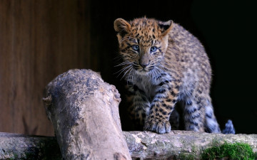 Картинка животные леопарды детёныш котёнок