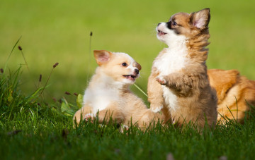 Картинка животные собаки щенки милые