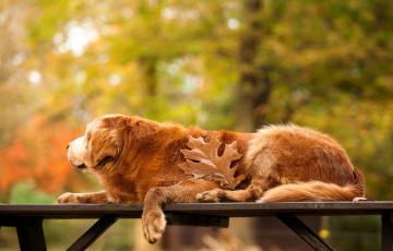 Картинка животные собаки природа деревья осень лист стол собака золотистый ретривер