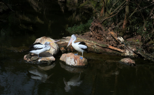 Обои картинки фото животные, пеликаны, камни, лес, река