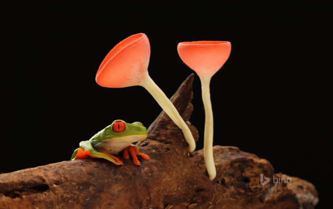 Обои картинки фото животные, лягушки, лягушка, грибы