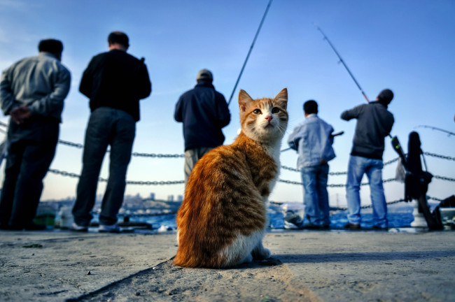 Обои картинки фото животные, коты, взгляд, кот, рыбаки