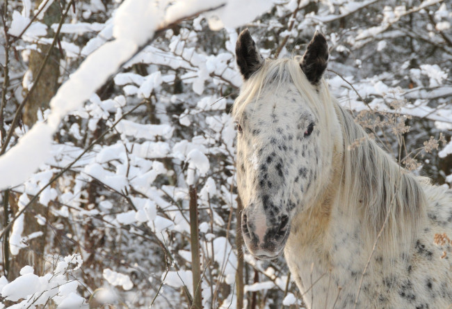 Обои картинки фото животные, лошади, лошадь, лес, снег, зима, морда