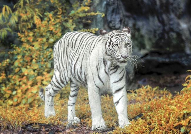 Обои картинки фото животные, тигры, осень, белый, тигр