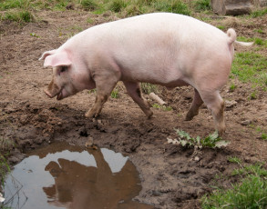 Картинка животные свиньи +кабаны лужа бежит трава грязь свинья свинка отражение