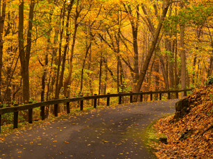 Картинка природа дороги осень листья парк лес дорога деревья nature path road colorful leaves trees park forest walk colors fall autumn