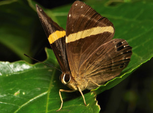 Картинка животные бабочки +мотыльки +моли itchydogimages макро бабочка крылья усики узор