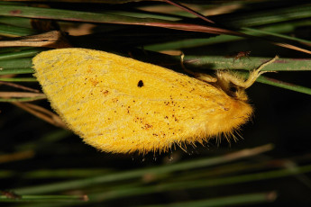 Картинка животные бабочки +мотыльки +моли itchydogimages макро моль трава жёлтая