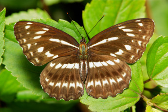 Картинка животные бабочки +мотыльки +моли itchydogimages макро листик насекомое бабочка крылья усики