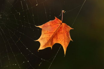 Картинка природа листья чёрный фон осень лист паутина