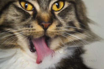 Картинка животные коты киса кошка кот коте взгляд усы ушки язык жёлтые глаза