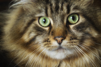 Картинка животные коты кот зелёные глаза взгляд ушки