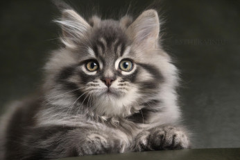 Картинка животные коты котёнок серый полосатый пушистый взгляд