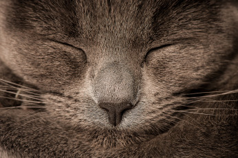 Картинка животные коты пепельный нос шерсть мордочка спит коте кот