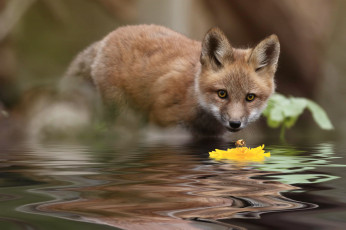 обоя животные, лисы, лиса, цветок, вода, природа, лисёнок