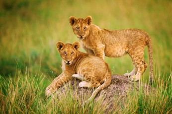 Картинка животные львы трава бугор африка львята